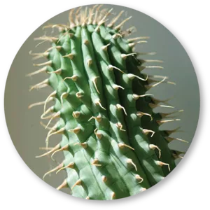 Cactus Extract